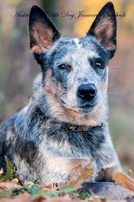 Full Download Australian Cattle Dog January Notebook Australian Cattle Dog Record, Log, Diary, Special Memories, To Do List, Academic Notepad, Scrapbook & More - Breeds Of Beauty file in ePub