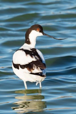 Read Online Pied Avocet Bird Journal: 150 Page Lined Notebook/Diary -  file in PDF